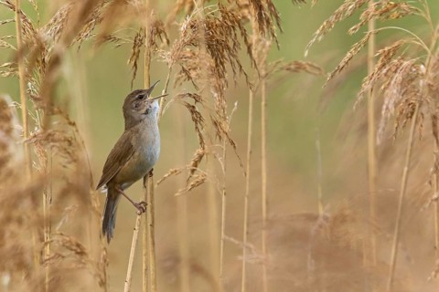 Rohrschwirl, Savi's Warbler, Locustella luscinioides, Locustelle luscinioïde, Buscarla Unicolor