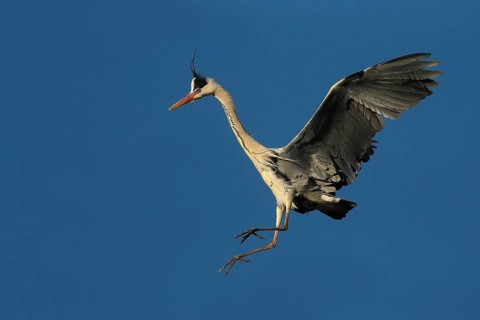 Grey Heron (Ardea cinerea) flying, Piedmont, Italy