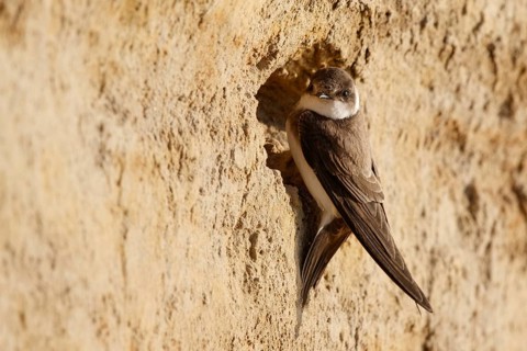 Sand Martin (Riparia riparia) building nest hole, North Rhine-Westphalia, Germany