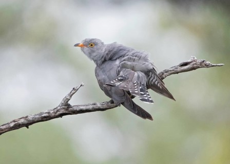 African Cuckoo (Cuculus gularis) perched on a branch, Namibia