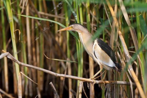 Little Bittern (Ixobrychus minutus) male foraging, Greece