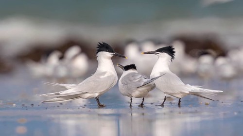 Sandwich Tern (Thalasseus sandvicensis) group, Mecklenburg-Western Pomerania, Germany