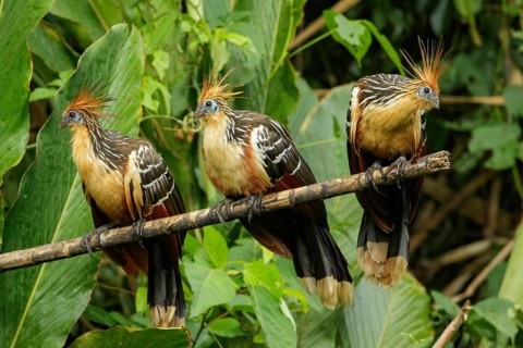 Hoatzin (Opisthocomus hoazin) perched on a branch in Manu National Park, Peru