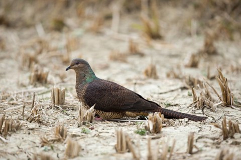 Barred Cuckoo-Dove (Macropygia unchall tusalia) foraging on ground, Punakha, Bhutan