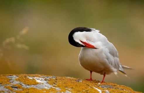 Common Tern (Sterna hirundo) preening, Farne Islands, United Kingdom