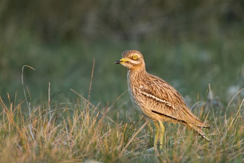 Eurasian Stone-curlew (Burhinus oedicnemus) in field, Dalmatia, Croatia