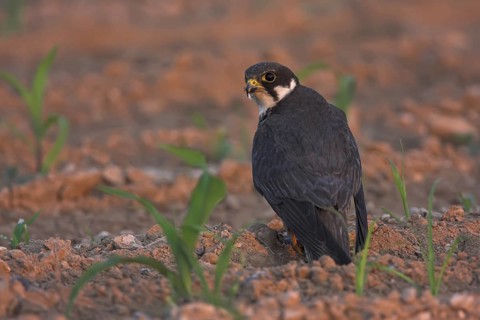 Eurasian Hobby (Falco subbuteo), Oman