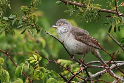 Barred Warbler (Sylvia nisoria), Saxony-Anhalt, Germany