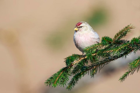 Arctic Redpoll (Acanthis hornemanni) perched on a spruce branch, Netherlands