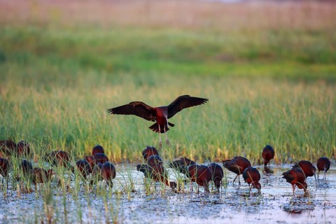 Glossy Ibis (Plegadis falcinellus) group foraging, Lesvos, Greece