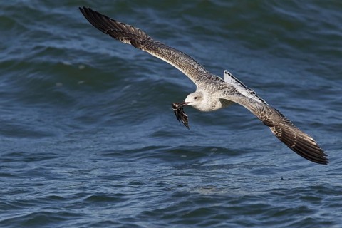 Great Black-backed Gull (Larus marinus) juvenile flying with Common Starling (Sturnus vulgaris)