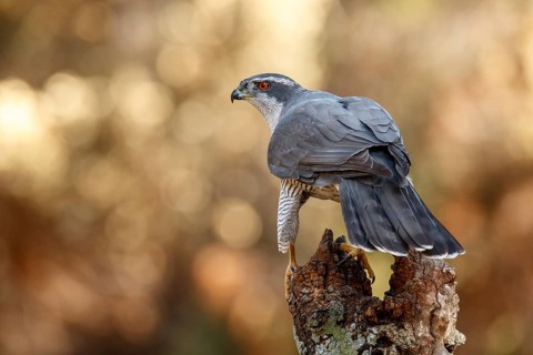 Northern Goshawk (Accipiter gentilis), adult male, Castile and Leon, Spain