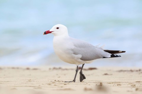 Audouin's Gull (Ichthyaetus audouinii), Mallorca, Spain