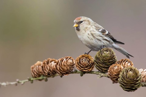 Common Redpoll (Acanthis flammea), Poland