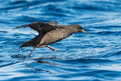Sooty Shearwater (Ardenna grisea) flying, Eilat, Israel