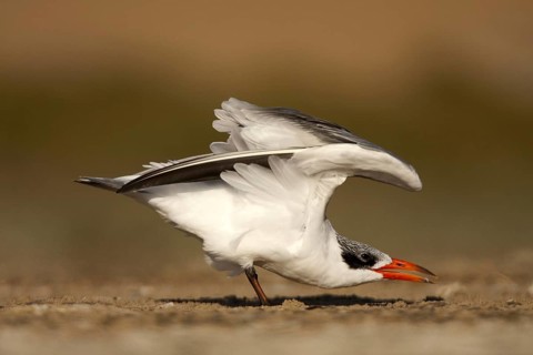 Caspian Tern (Hydroprogne caspia) female, Sandwich Bay, Namibia