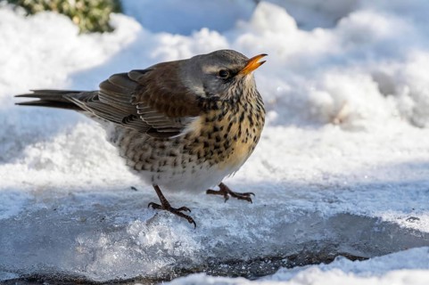 Fieldfare (Turdus pilaris) at an icy creek, Mecklenburg-Western Pomerania, Germany