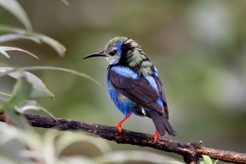 Red-legged Honeycreeper Cyanerpes cyaneus San Jose, Costa Rica 7 November Immature Male molting