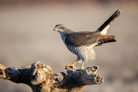 Northern Goshawk (Accipiter gentilis) juvenile perched on a stump, Castile-La Mancha, Spain