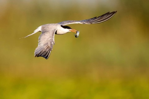 Common Tern (Sterna hirundo) flying with fish prey in beak, Danube Delta, Romania