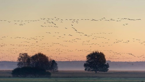 Taiga Bean Goose & Greater White-fronted Goose (Anser fabalis & Anser albifrons) huge flock flying,