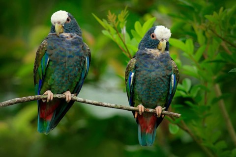 Pair of birds, green and grey parrot, White-crowned Pionus, White-capped Parrot, Pionus senilis, in