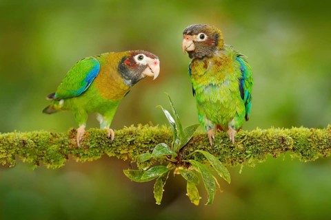 Costa Rica wildlife, two parrots. Brown-hooded Parrot, Pionopsitta haematotis, portrait of light