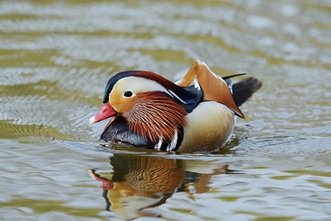 Mandarin duck (Aix galericulata), swimming male, North Rhine-Westphalia, Germany, originally native