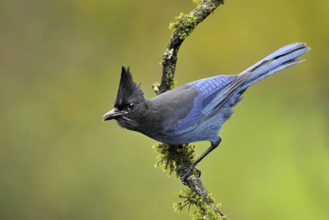 Steller's Jay (Cyanocitta stelleri), British Columbia, Canada