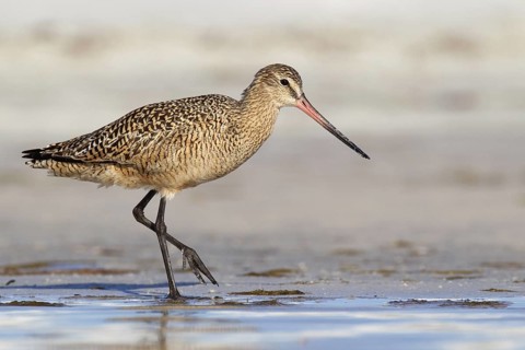 Marbled Godwit (Limosa fedoa), Florida, USA