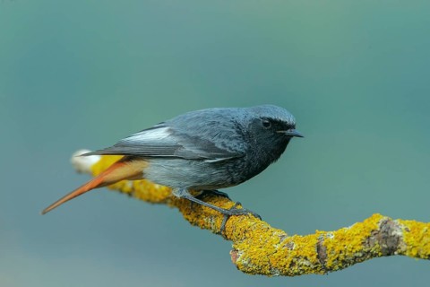 Black Redstart (Phoenicurus ochruros) male, Abruzzo, Italy