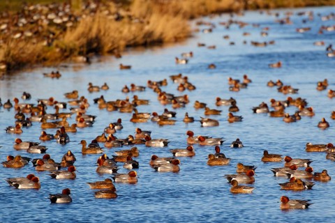 Eurasian Wigeon (Mareca penelope) group, Netherlands