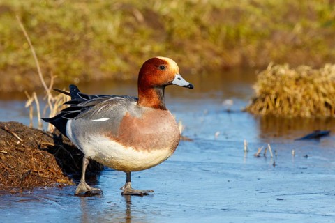 Eurasian Wigeon (Mareca penelope) male on ice, Netherlands