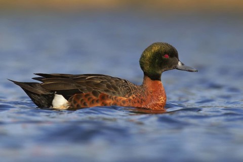 Chestnut Teal (Anas castanea), Victoria, Australia