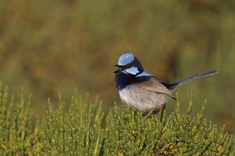 Superb Fairywren (Malurus cyaneus) male, Victoria, Australia