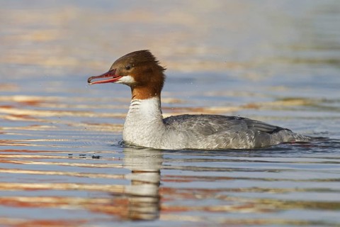 Common Merganser (Mergus merganser) female, Mecklenburg-Western Pomerania, Germany