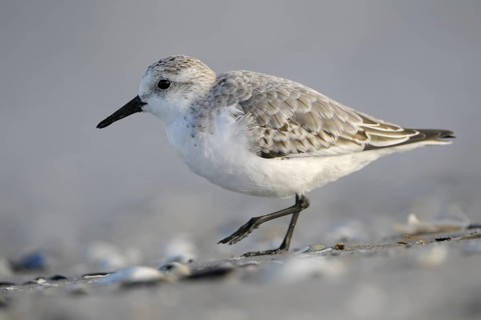 Sanderling (Calidris alba), Sanderling, Altvogel im Schlichtkleid, am Strand der Ostsee, auf