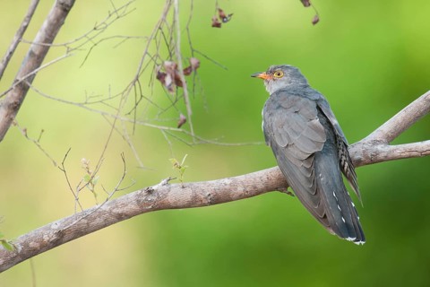 African Cuckoo (Cuculus gularis), Mpumalanga, South Africa
