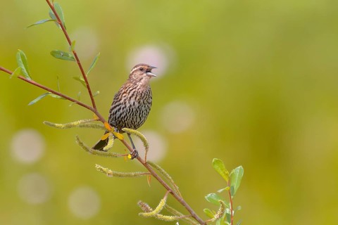 Red-winged Blackbird (Agelaius phoeniceus) female, Washington, USA