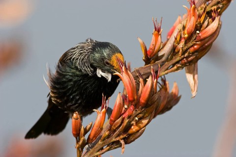 Tui on flax flowers