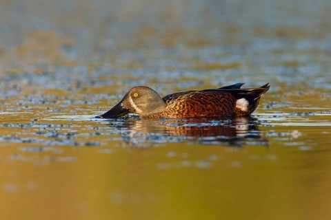 Australasian Shoveler (Spatula rhynchotis) male, Victoria, Australia