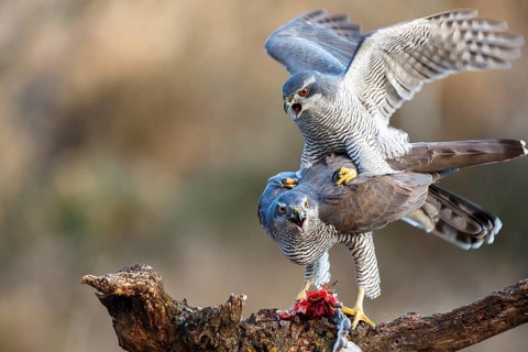 Northern Goshawk (Accipiter gentilis) pair mating, Zaragoza, Spain