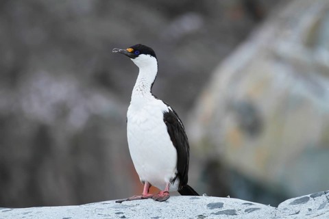 Antarctic Shag, Leucocarbo bransfieldensis, Antarctica, Petermann Island