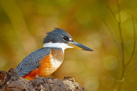 Wildlife Brazil, river bird. Ringed Kingfisher, Megaceryle torquata, blue and orange bird sitting