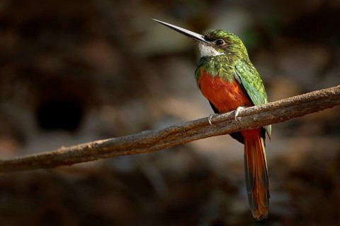 Rufous-tailed Jacamar, Galbula ruficauda, green and orange bird with long bill sitting on the tree
