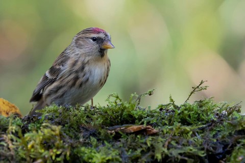 Common Redpoll (Acanthis flammea), Lower Saxony, Germany