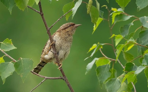 Wendehals (Jynx torquilla)