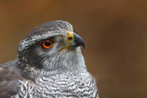 Northern Goshawk (Accipiter gentilis) male, Utrecht, Netherlands