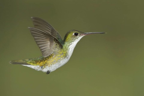 White-bellied Hummingbird (Amazilia chionogaster), Abra Patricia Protected Area, Peru