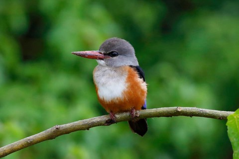 Grey-headed Kingfisher, Halcyon leucocephala, Botswana, Chobe NP